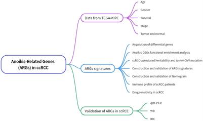 Anoikis resistance regulates immune infiltration and drug sensitivity in clear-cell renal cell carcinoma: insights from multi omics, single cell analysis and in vitro experiment
